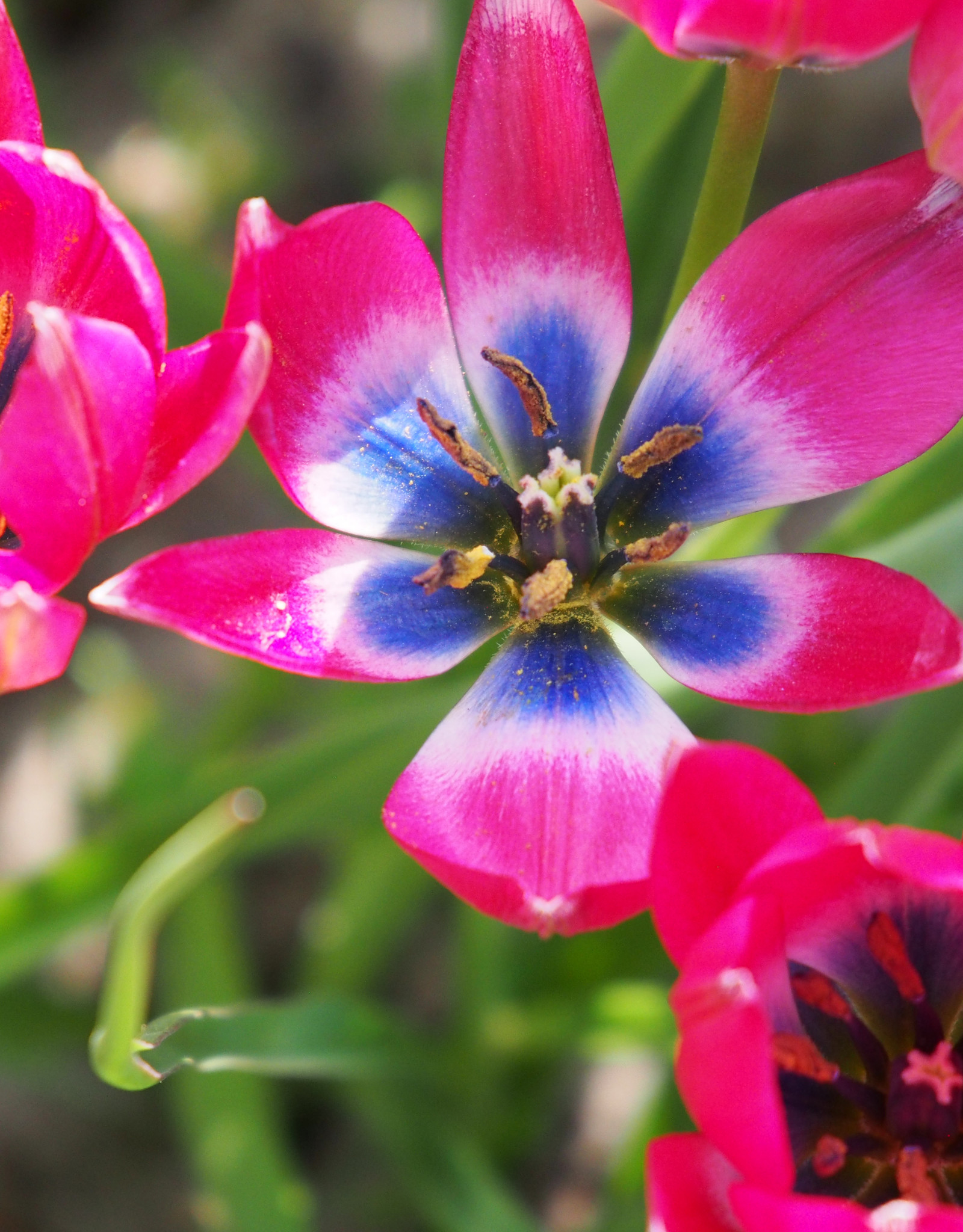 Tulp  Tulipa 'Little Beauty', BIO