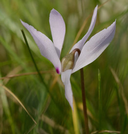 Cyclaam (najaar)  Cyclamen cilicium