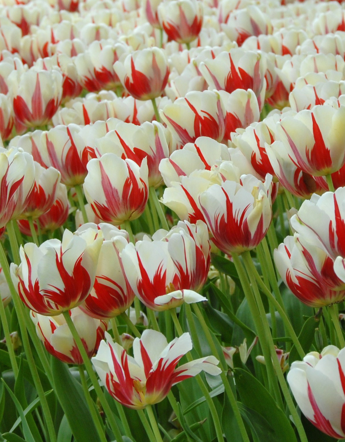 Tulp  Tulipa ‘World Expression’