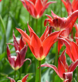 Tulp  Tulipa 'Aladdin'