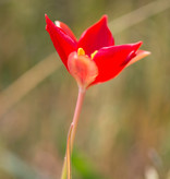 Tulp  Tulipa sprengeri