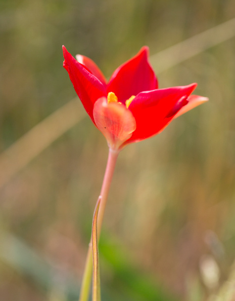 Tulp  Tulipa sprengeri