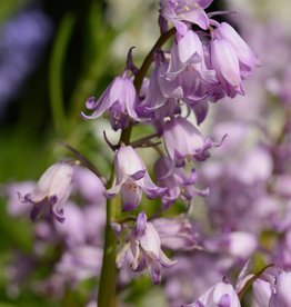 Hyacint (spaanse)  Hyacinthoides hispanica roze