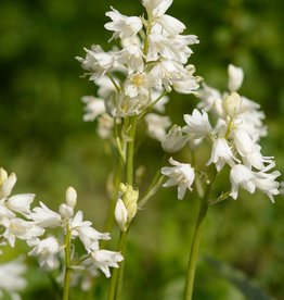 Hyacint (spaanse)  Hyacinthoides hispanica wit