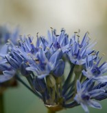 Look  Allium caeruleum (Blauwe look)