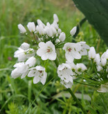 Look  Allium neapolitanum (cowanii) (Bruidsuitje)