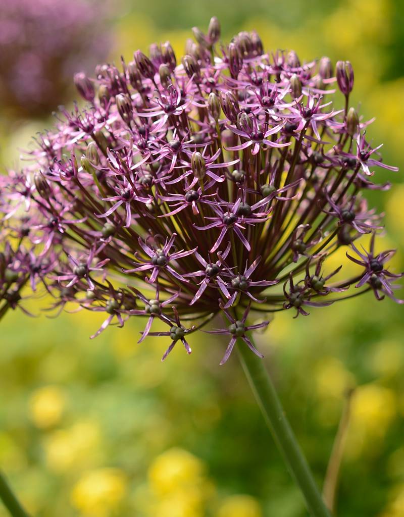 Sierui  Allium 'Firmament' (Sierui)