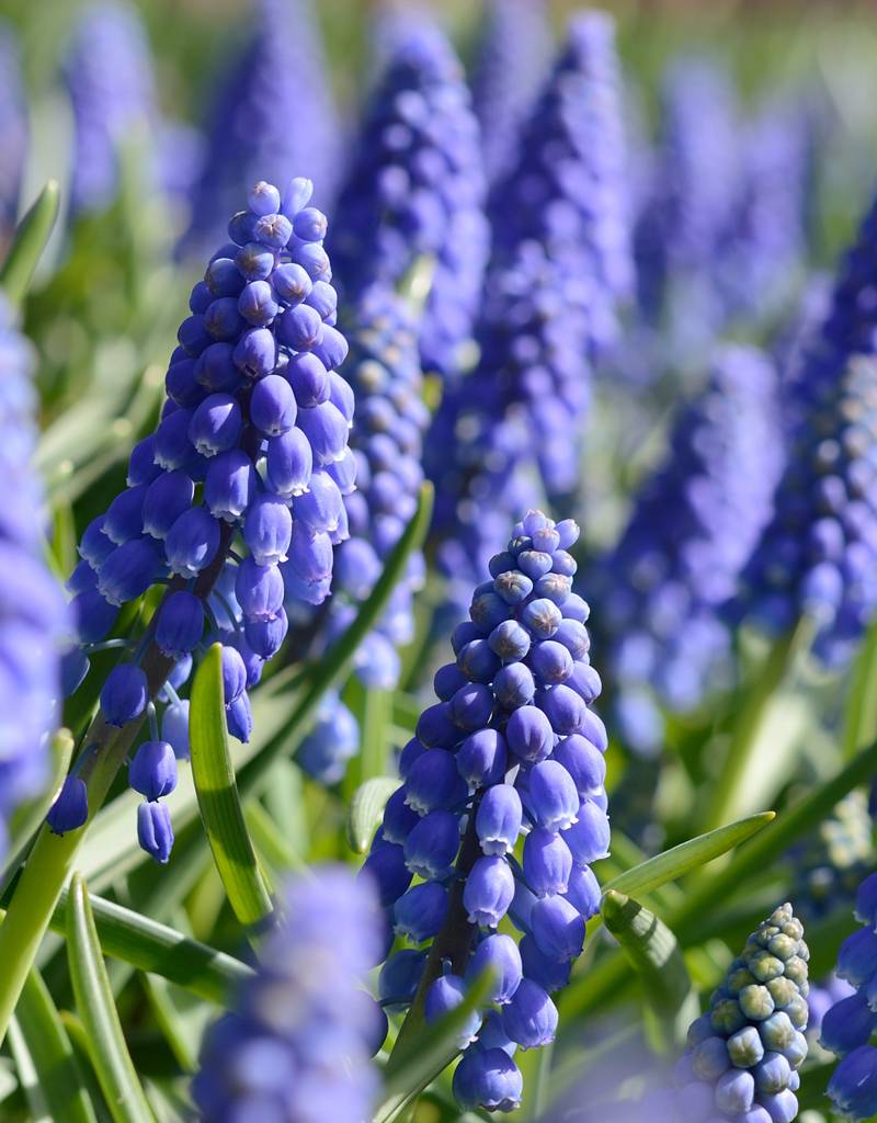 Blauwe druifjes  Muscari armeniacum (Blauwe druifjes)