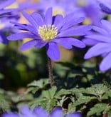 Anemoon (oosterse)  Anemone blanda 'Blue Shades' (Oosterse anemoon)