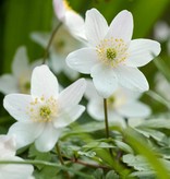 Anemoon (bos)  Anemone nemorosa (Witte bosanemoon) - Stinzenplant