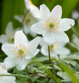 Anemoon (bos)  Anemone nemorosa