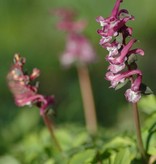 Holwortel  Corydalis cava (bulbosa) (Holwortel) - Stinzenplant