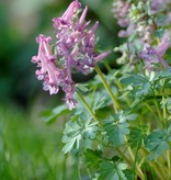 Vingerhelmbloem  Corydalis solida (Vingerhelmbloem) - Stinzenplant