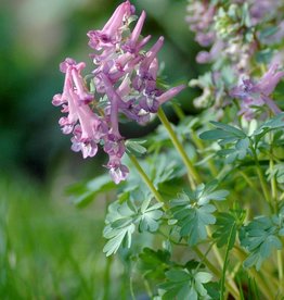 Vingerhelmbloem  Corydalis solida