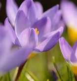 Krokus  Crocus sieberi 'Tricolor' (Krokus)