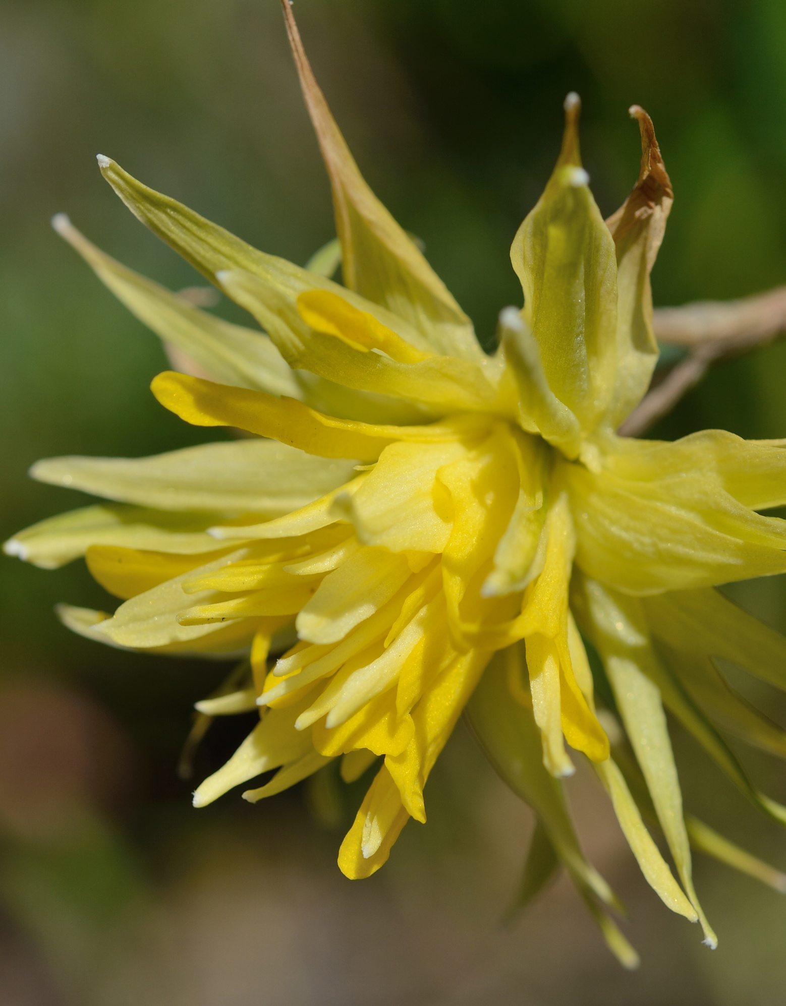 Narcis  Narcissus 'Rip van Winkle', BIO
