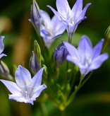 Brodiaea  Triteleia 'Corrina' (Brodiaea), BIO