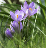 Krokus  Crocus etruscus 'Zwanenburg' (Toscaanse Krokus)