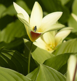 Tulp  Tulipa clusiana var. chrysantha (Tulp)