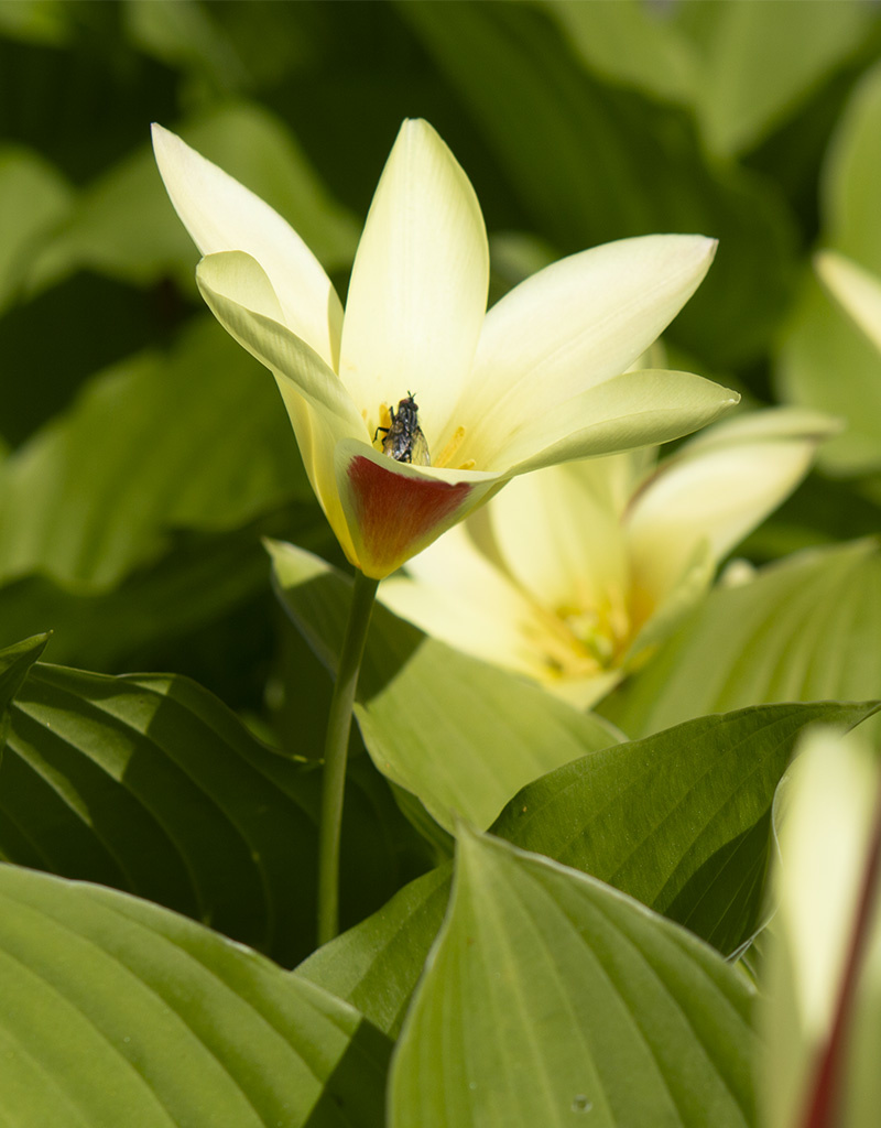 Tulp  Tulipa clusiana var. chrysantha, BIO