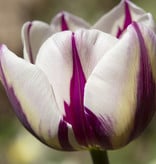 Tulp  Tulipa 'Rem's Favourite' (Tulp)