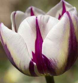 Tulp  Tulipa 'Rem's Favourite'