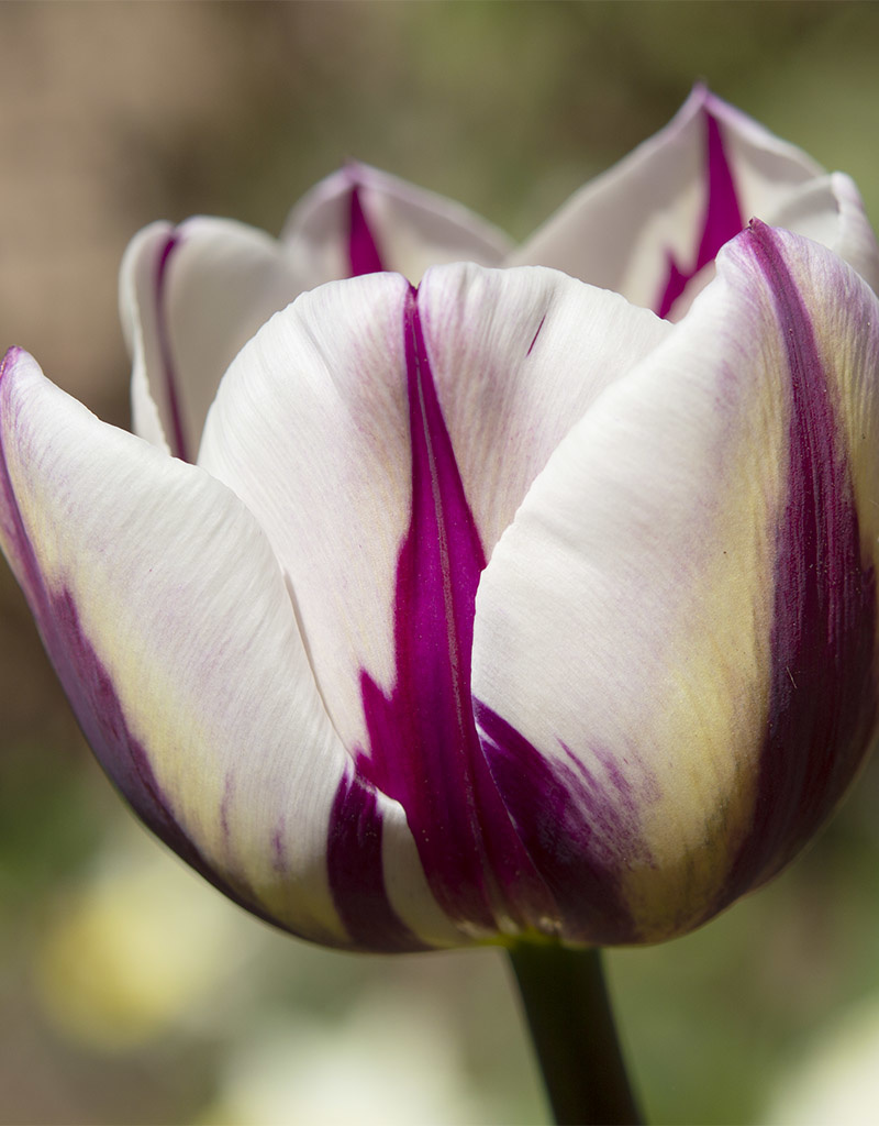 Tulp  Tulipa 'Rem's Favourite' (Tulp)