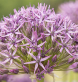 Sierui  Allium 'Violet Beauty', BIO (Sierui)