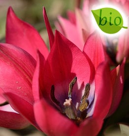 Tulp  Tulipa 'Little Beauty', BIO