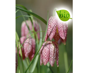Wilde kievitsbloem