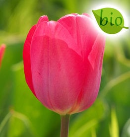 Tulp  Tulipa ‘Van Eijk’, BIO