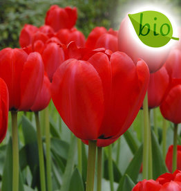 Tulp  Tulipa 'Red Impression', BIO