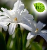 Sneeuwroem (grote)  Chionodoxa luciliae 'Alba' (Witte grote sneeuwroem) - Stinzenplant, BIO