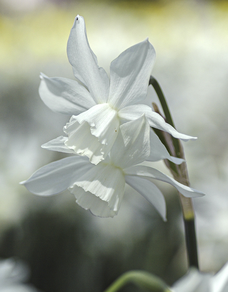 Narcis  Narcissus 'Thalia'