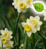 Narcis  Narcissus 'Minnow', BIO