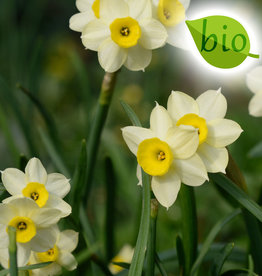 Narcis  Narcissus 'Minnow', BIO