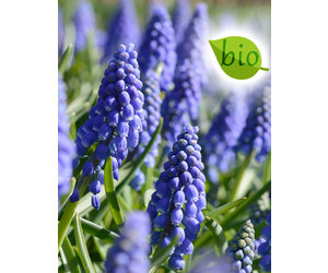 Muscari armeniacum (Blauwe druifjes), BIO