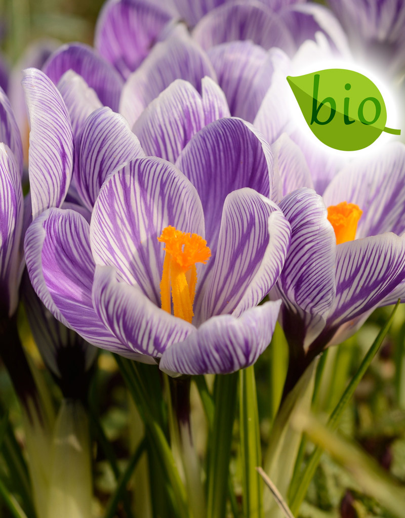 Krokus (bonte)  Crocus vernus 'King of the Striped' (Bonte krokus) - Stinzenplant, BIO