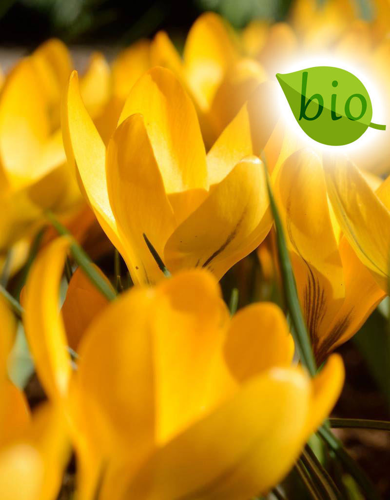 Krokus  Crocus geel, BIO