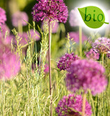 Sierui  Allium 'Purple Sensation', BIO