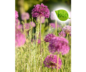 Allium 'Purple Sensation'