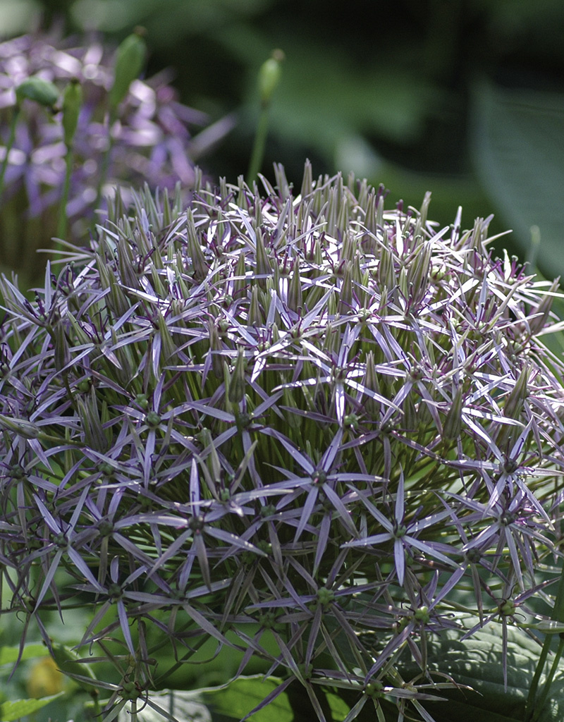 Sierui  Allium christophii (Sterrenlook)