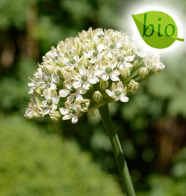 Look  Allium nigrum, BIO