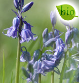 Hyacint (bos/wilde)  Hyacinthoides non-scripta blauw, BIO (Boshyacint) - Stinzenplant