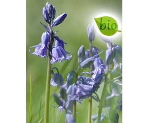 Hyacinthoides non-scripta blauw, BIO (Boshyacint) - Stinzenplant