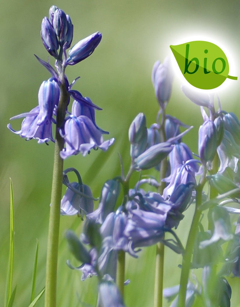 Hyacint (bos/wilde)  Hyacinthoides non-scripta blauw, BIO (Boshyacint) - Stinzenplant