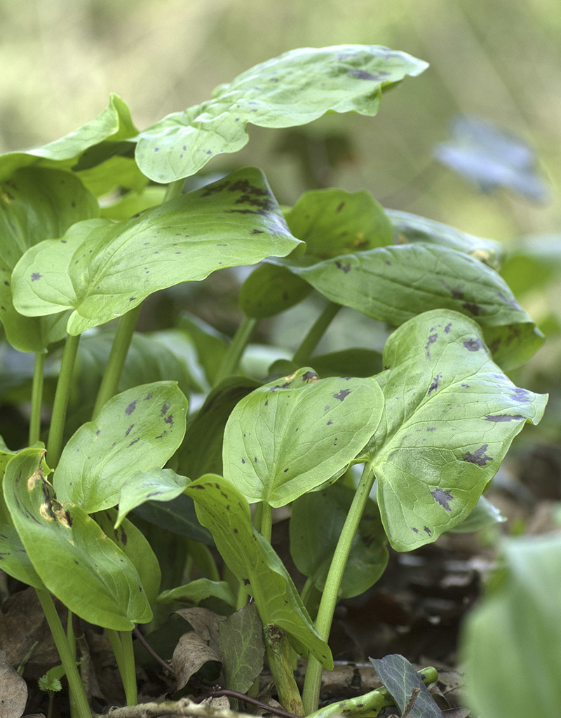 Aronskelk  Arum maculatum (Gevlekte aronskelk)