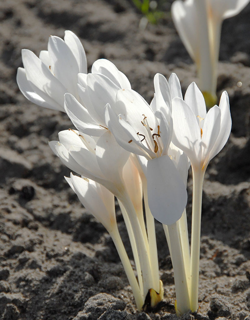 Herfsttijloos  Colchicum autumnale 'Album' (Herfsttijloos)