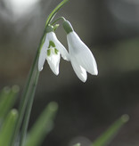 Sneeuwklokje (cultivar)  Galanthus 'Atkinsii' (Sneeuwklokje)