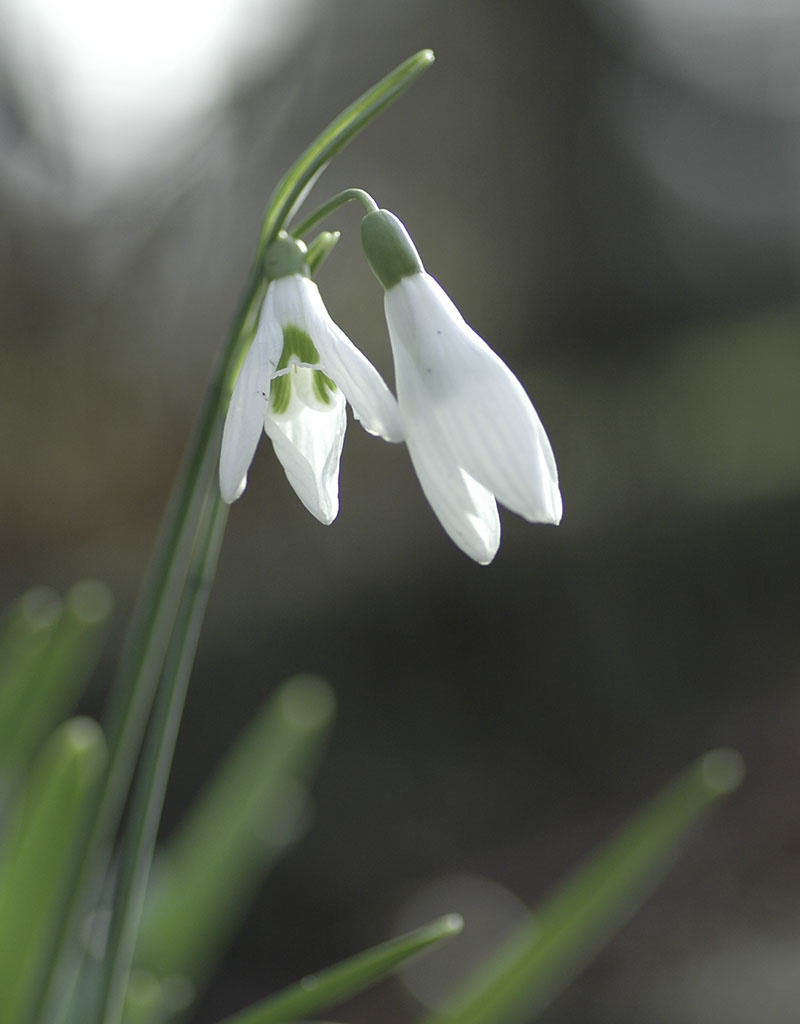 Sneeuwklokje (cultivar)  Galanthus 'Atkinsii' (Sneeuwklokje)